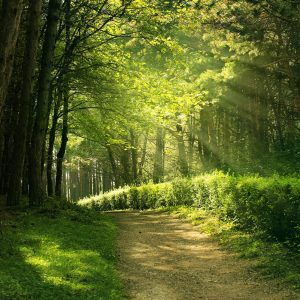 summer forest
